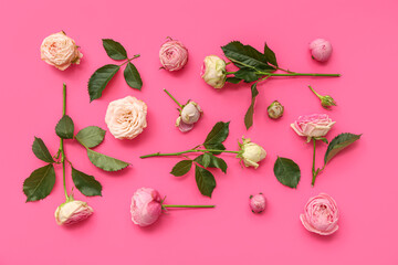 Beautiful pink roses with leaves on color background