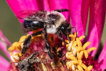A Bombus impatiens Common Eastern Bumble Bee feeding and pollinating a vibrant pink zinnia flower. Long Island, New York, USA