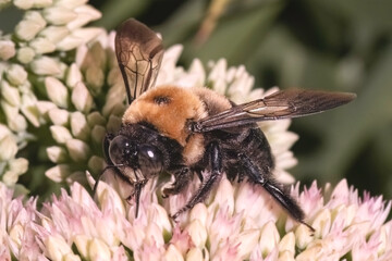 A large male Eastern Carpenter Bee (Xylocopa virginica) feeding and pollinating a white sedum flowers. Long Island, New York, USA