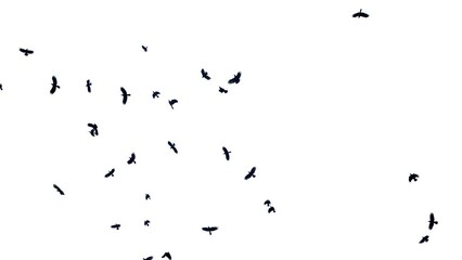 Flock of birds flying, Pigeon flock flying