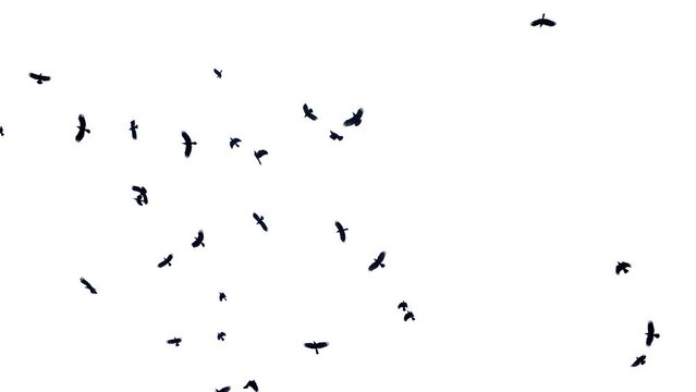 Flock of birds flying, Pigeon flock flying