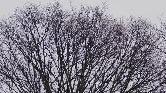 Bare tree branches moving in the strong winds of Storm Henk