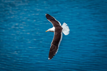 seagull in flight