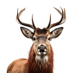 A Close-Up Portrait of a Deer with Horns, Isolated on Transparent Background, PNG