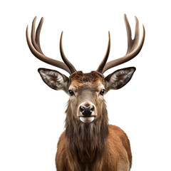 Portrait of a Horned Deer: A Close-Up Head View, Isolated on Transparent Background, PNG