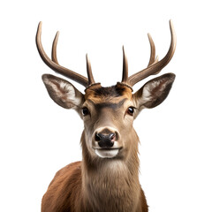 Horned Deer Head: A Close-Up Portrait, Isolated on Transparent Background, PNG