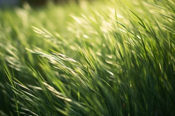 Foto auf Acrylglas Gras Green grass field with sunlight creating dynamic shadows