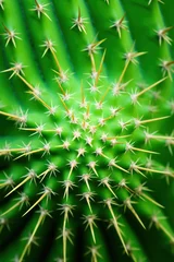 Tuinposter Vibrant green cactus details with spines and natural texture © Photocreo Bednarek