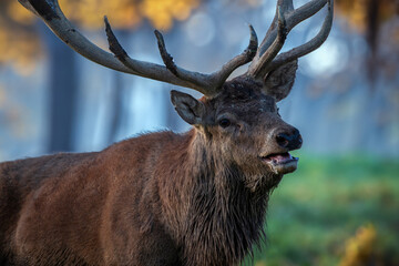 Alter Hirsch im Herbstwald