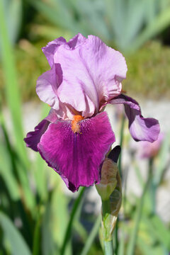 Tall bearded iris Camelot Rose flower