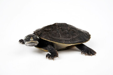 Krefft's turtle, Murray River turtle // Breitrand-Spitzkopfschildkröte, Krefft´s Spitzkopfschildkröte (Emydura macquarii krefftii / Emydura krefftii)