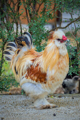 Silkie Chicken