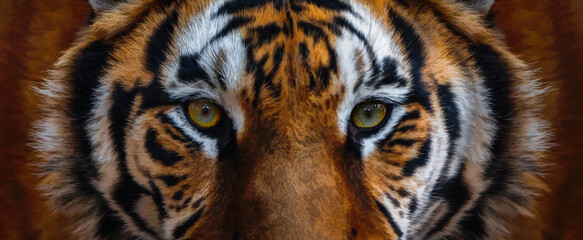 Close-up of the eyes of a tiger - 701837744