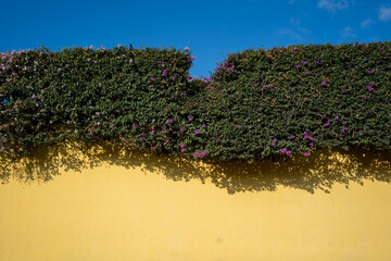 Yellow Wall and flowers in Antigua Guatemala
