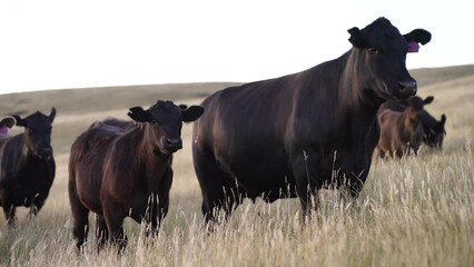 wagyu and angus beef cattle group of cows walking towards camera grazing on grass and pasture on a sunny spring day