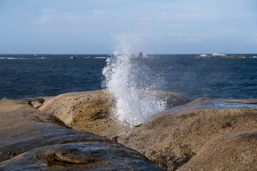 Blowhole at Bicheno beach erupting water in Tasmania, Australia. With each surge of the ocean, the geyser bursts with changing force, and the water takes on new shapes