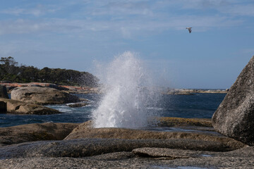 Blowhole at Bicheno beach erupting water in Tasmania, Australia. With each surge of the ocean, the geyser bursts with changing force, and the water takes on