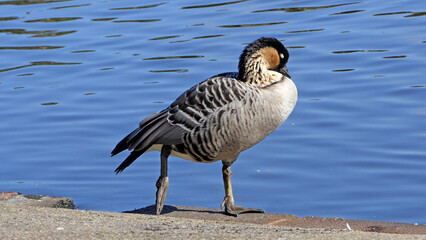 Mallard Ducks Geese and other Wildfowl in the park in UK