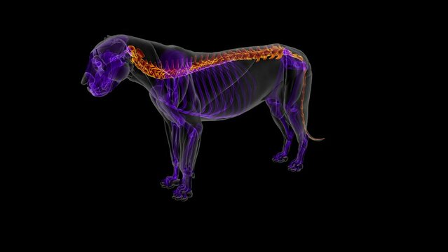 Lion Skeleton vertebra Anatomy For Medical Concept 3D rendering
