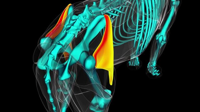 Tensor fascia latae muscle lion muscle anatomy for medical concept 3D Rendering