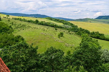 Fototapeta premium Flock of sheep on a green meadow, pastures and forest at Viscri or Deutsch-Weisskirch near Rupea, Brasov, Transylvania, Romania