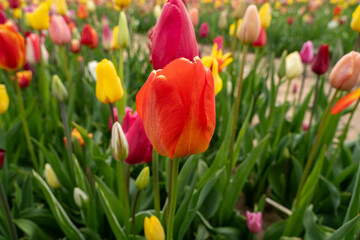 Red and colorful tulips in the flower field 