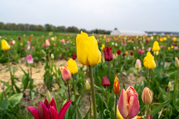 Yellow and colorful tulips in the flower field 