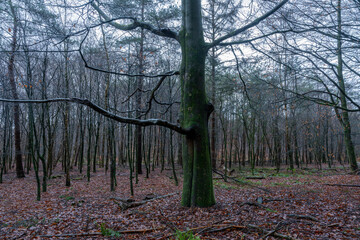 Beech tree in forest on Veluwe in The Netherlands