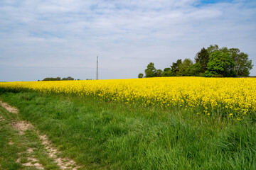 Yellow blooming rapeseed field in spring
