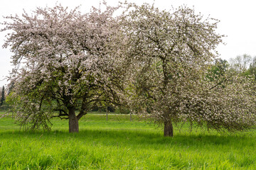 Blooming trees on the grass field in spring