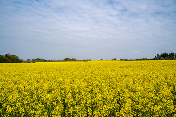 Yellow blooming rapeseed field with blue cloudy sky in spring