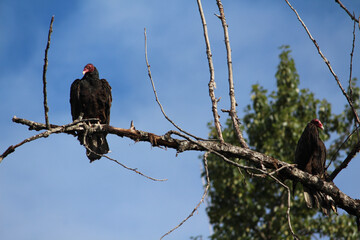 American Vultures 