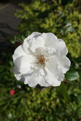 wild rose with white petals. summer blooming rose flower in garden 