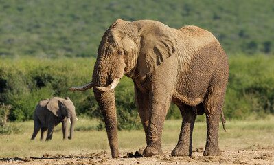 elephants in the savannah