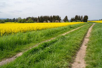 Country road with a rapeseed field