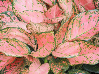 A Frame Filling Focus Stacked Image of the Tropical Aglaonema Red Pink Plant - 701849179