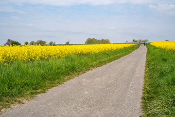 Blooming canola fields in spring with a footpath 