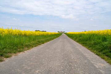 Canola fields in spring with a footpath 