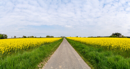 Footpath between rapeseed fields in spring