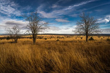 The Beauty The High Fens