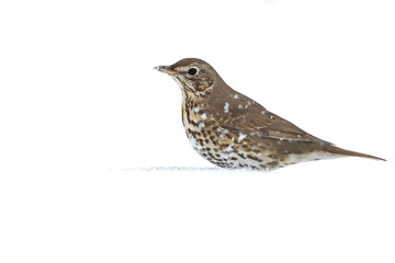 Song Thrush in the Snow with white back ground
