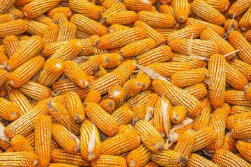 dried yellow corn cobs 