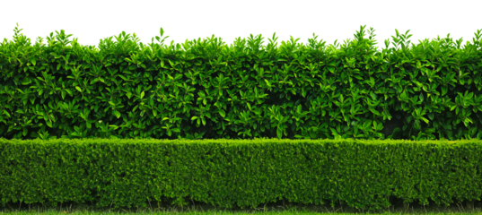 Green hedge or Green Leaves Wall isolated on a white transparent background, png