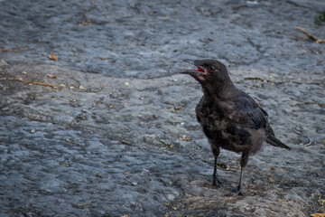 crow on the ground