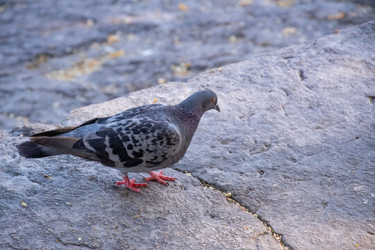Pidgeon