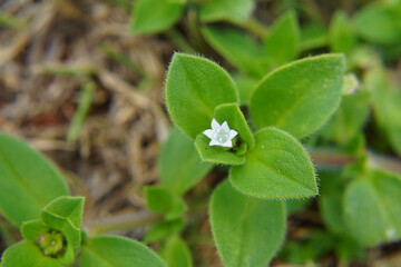 Folha de arvore em  Macro