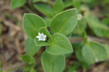 Folha de arvore em  Macro