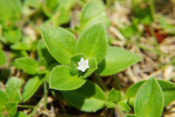 Folha de arvore em  Macro