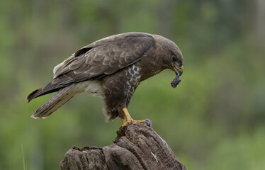 mouse eagle devouring a mouse