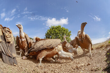 griffon vultures on a carrion